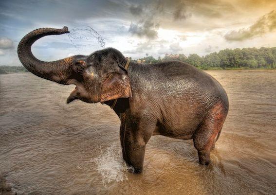 The Asian Elephant lives on land and eats the vegetation grown there, The elephant is the heaviest