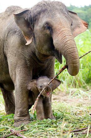 Habitat The Asian Elephant usually live in blocks of forests near water sources or