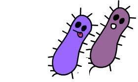 effect Bifidobacteria & Lactobacilli
