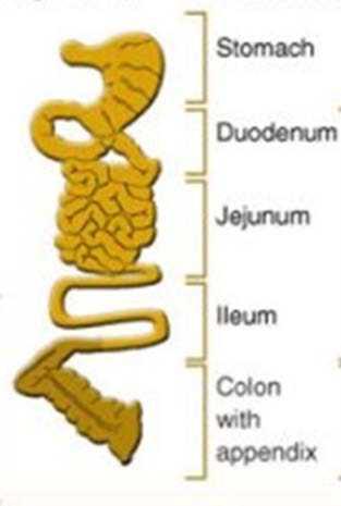 The gut system Stomach Duodenum Jejunum - Food digested and absorbed