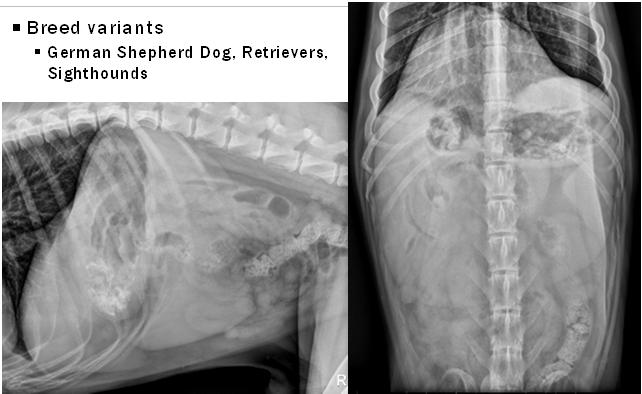 SPLEEN Breed variants German Shepherd Dog, Retrievers, Sighthounds SPLENIC PATHOLOGY DIFFUSE (Splenomegaly) or FOCAL (Mass) Radiographs Diffuse changes and large focal disease Ultrasound Can better