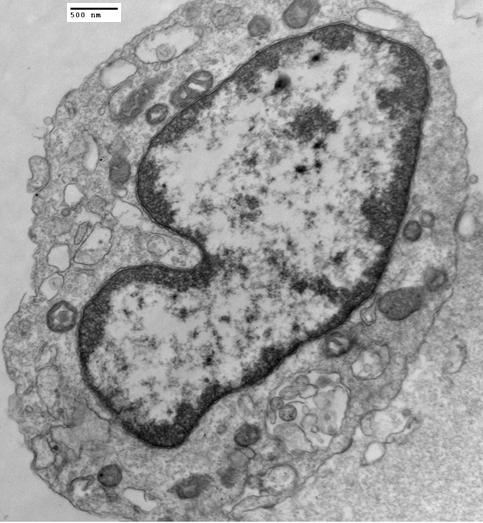 Egg Precursor Cell Mitochondria Human