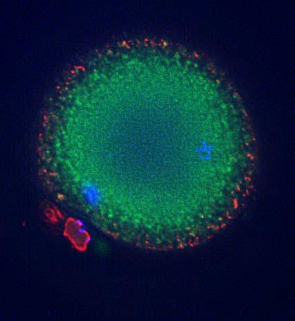 Human Oocyte Mitochondria Between 200,000 and 500,000 mtdna copies per