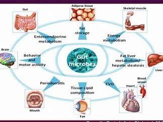 Function of microbiome ACINOBACTERIA Bifidum bacteria gram positive Anti-inflammatory effect Production of short chain fatty acids Butyrate Mainly found in colon Produces bacteriocins,