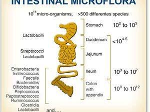 Are changes in gut bacteria to dysbiosis related to changes in our diet?
