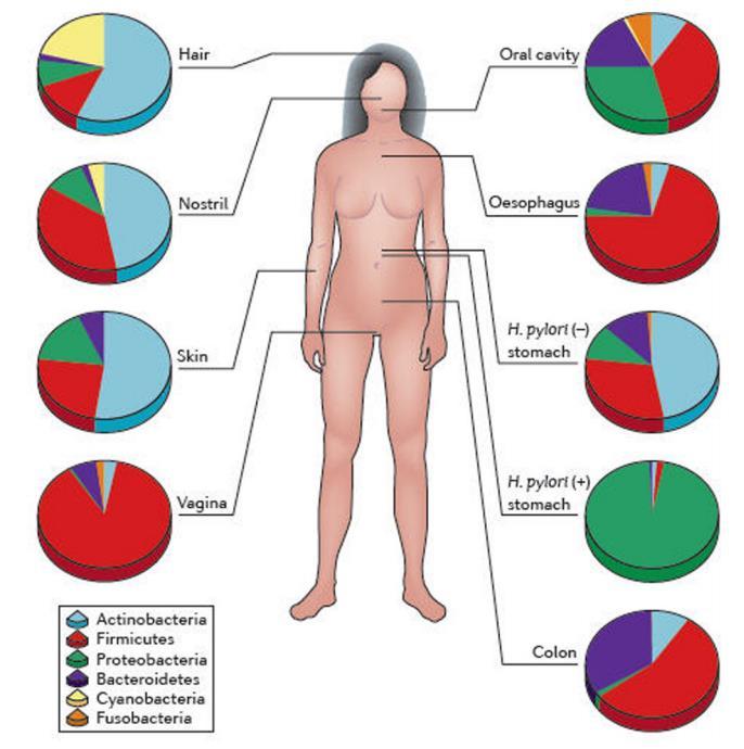 Human Microbiome Microbiome: Totality of microbes (microbiota) and their genomes in and on the human body