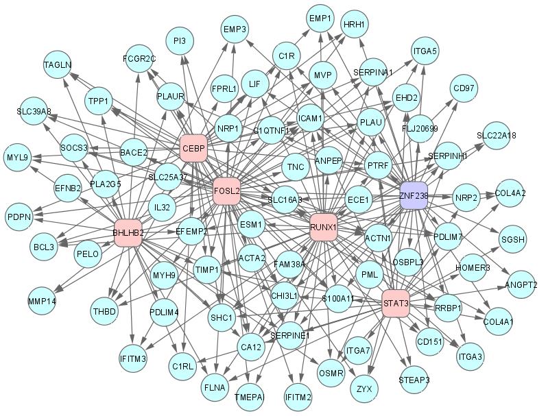 The mesenchymal network of six major hubs " of transcription
