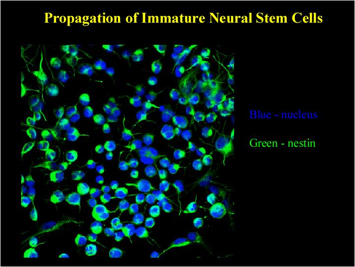 Propagation of neural stem cells" Blue: