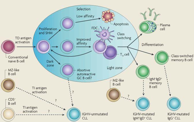Taken together, although the cellular origin of CLL cells has not been finally clarified, there is strong evidence that IGHV-mutated CLLs (mostly) stem from antigen-experienced post-gc memory B cells.