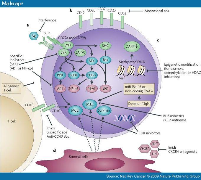 Figure 1. CLL pathogenic mechanisms and examples of targeted treatment options.