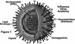method Bacillus anthracis Food Poisoning Digestive Diarrhea, Nausea, vomiting Certain E.
