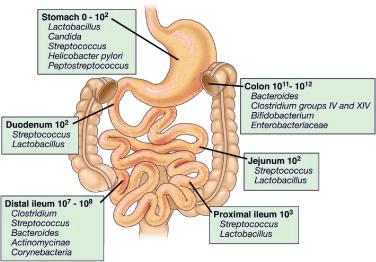 Numbers of bacteria in the human digestive tract.