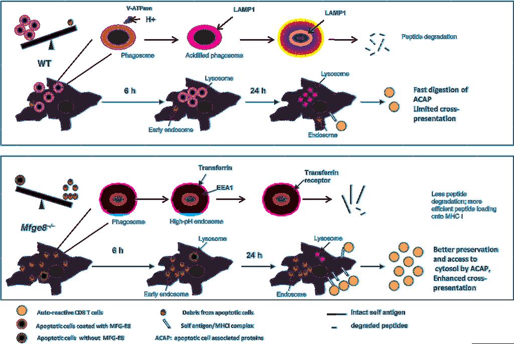 Figure 16 Proposed role of MFG-E8 in facilitating the digestion of apoptotic cell associated antigens. Top panel: in WT mice, intact apoptotic cells coated with MFG-E8 are swiftly phagocytosed by DCs.