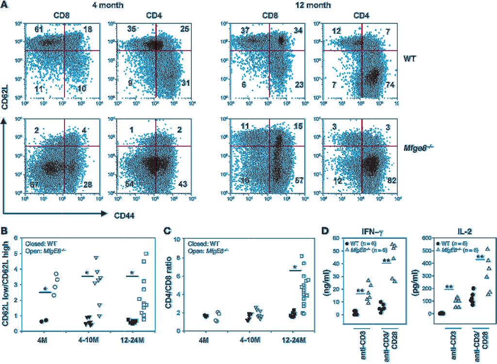 Figure 1 Increased frequency of CD62L lo CD8 effector memory T cells in Mfge8 / mice.