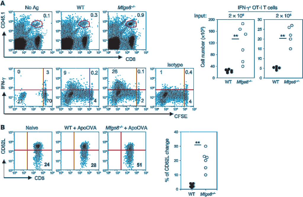 Figure 2 MFG-E8 deficiency enhances OT-I T cell effector function in response to apoptotic cell associated antigen. (A) Left: either 2 10 6 or 2 10 5 CD45.1/CD45.