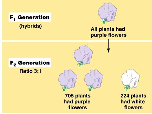 Then Mendel allowed the F 1 plants to self-fertilize to see what happened to the recessive trait factor.
