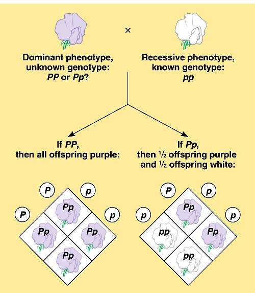 You can t tell the genotype of an organism with a dominant phenotype. The organism must have one dominant allele, but it could be homozygous dominant or heterozygous.