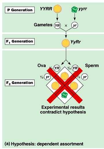 One possibility is that the two characters are transmitted from parents to offspring as a package. The Y and R alleles and y and r alleles stay together.