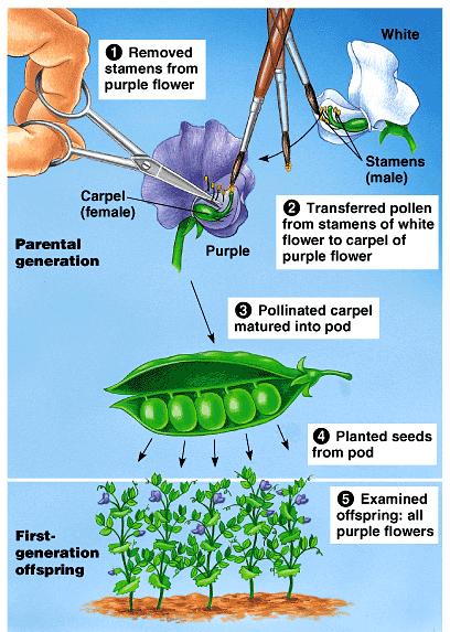Another advantage of peas is that Mendel could control which plants mated with which. Each pea plant has male (stamens) and female (carpal) sexual organs.