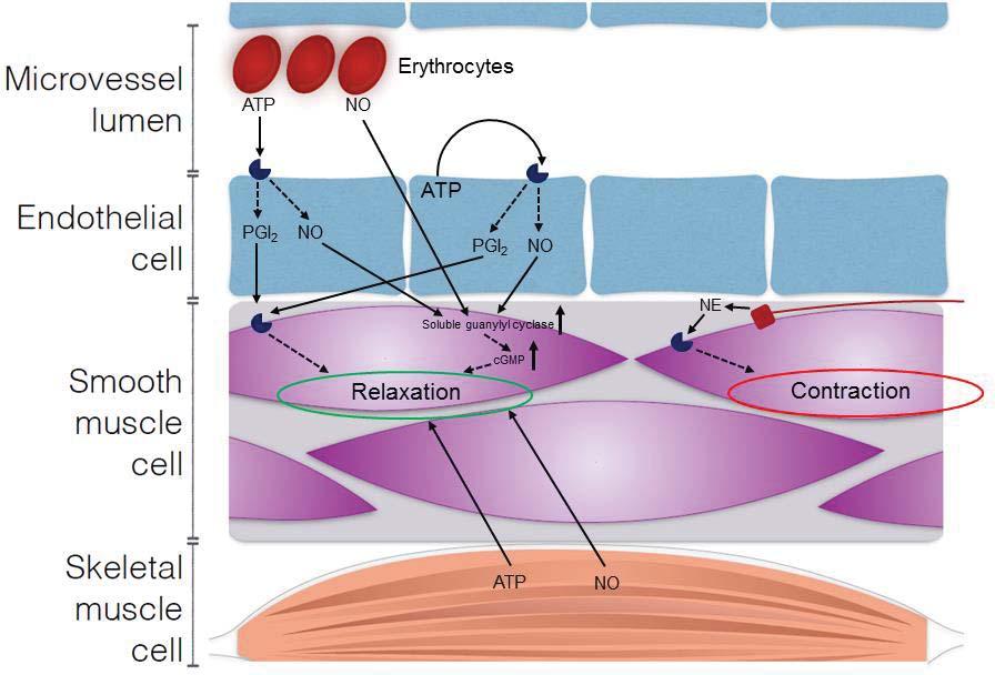 Sympathetic nerve fiber Figure 1. Integration of vasodilator and vasoconstrictor signals in the vascular smooth muscle cells.