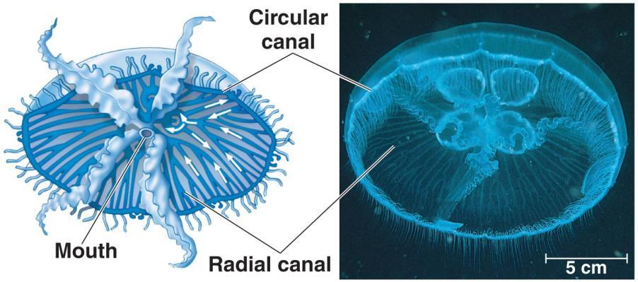 Cells Methods of Fluid Circulation: 1) Gastrovascular Cavities (e.g.