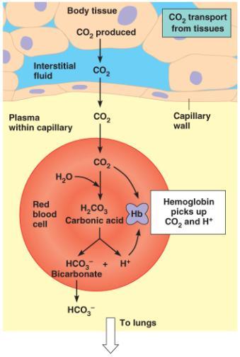 Hemocyanin: Hemolymph of arthropods; copper-containing protein Hemoglobin: Blood of vertebrates;