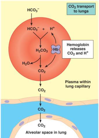 O 2 Binding: Binding of one O 2 molecule causes conformational change of hemoglobin resulting in rapid