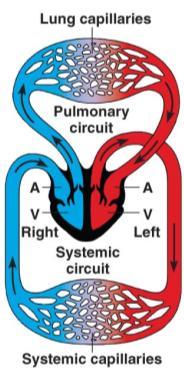 systems: ( metabolic rate = complexity of system) 2 Chambered Heart
