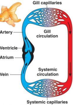 g., mammals / birds) Slow flow of blood to systemic circuit (=