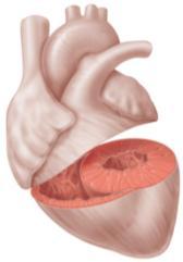 of Mammalian Cardiovascular System: Atria: Receiving chambers