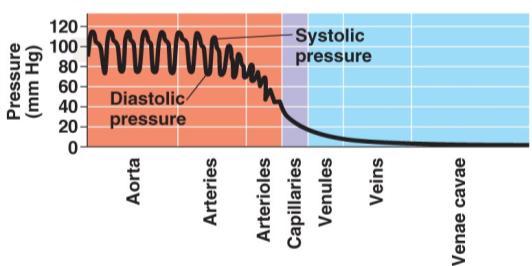 11 Physical Laws Govern Movement of Blood Through Vessels: Blood Pressure: Pressure gradients drive blood flow through body Blood Pressure