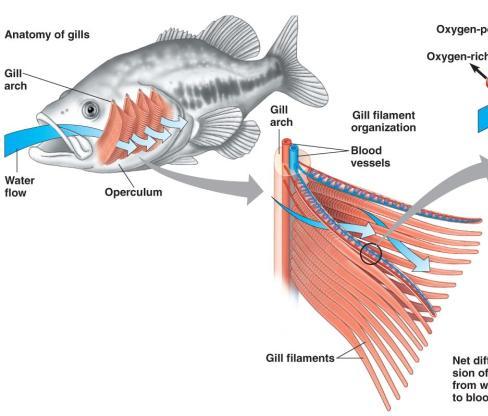 Gas Exchange in Animals: Types of Respiratory Systems: 2) Gills: Out-folds of body surface that are suspended in water (aquatic
