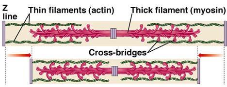 Each sarcomere has alternating thick (myosin) and thin (actin) filaments.