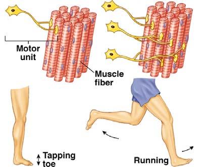 Nutrition and Fitness - 6 ATP binds to myosin head forming a "charged" myosin - ATP complex. The charged myosin binds to the activated actin.