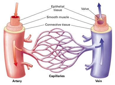 The blood travels Arteries carry oxygen rich blood away from the heart.