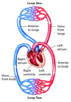 Two Loop System The cardiovascular system is a two loop system.