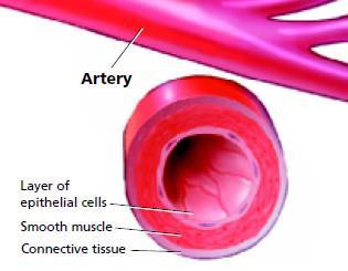 This strong design allows the arteries to contract and relax with