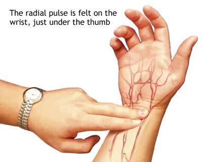 Pulse If you lightly touch your wrist, you may feel an artery pulsing.