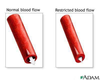 Regulating Blood Flow The muscle tissue in your arteries control blood flow.