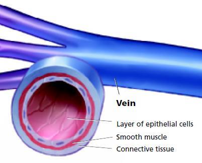 Veins Blood leaves the capillaries and enters larger blood vessels called veins.