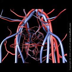 Both are types of blood vessels but arteries Carry blood AWAY from the heart and the rest of the body while veins carry blood to the heart from the rest of the body.