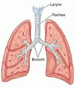 The trachea is 10-12 cm long; walls lined with ciliated cells EPIGLOTTIS that trap inhaled particles.