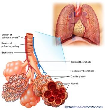 Gas Exchange and Transport In lungs gas exchange between alveoli and blood in capillaries.