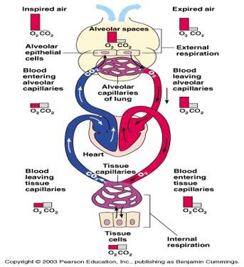 Transport of Oxygen OXYGEN When oxygen diffuses into the blood, only small amount remains dissolved in plasma. Oxygen (95-98%) moves into red blood cells. Combines with hemoglobin (protein).