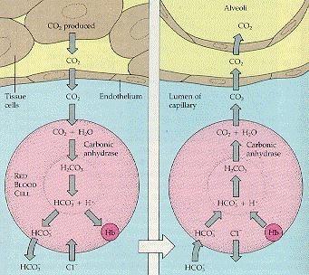 Transport of Carbon Dioxide Carbon dioxide diffuses out of the cells and into the blood because concentration is higher. 7% of CO2 dissolves in plasma. 23% binds to hemoglobin.