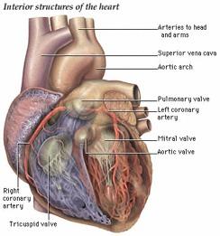 Circulatory system consists of three main things: heart (pump), vessels (tubes), and the blood (circulating fluid). REAL FUNCTION AND PURPOSE is to keep us alive.