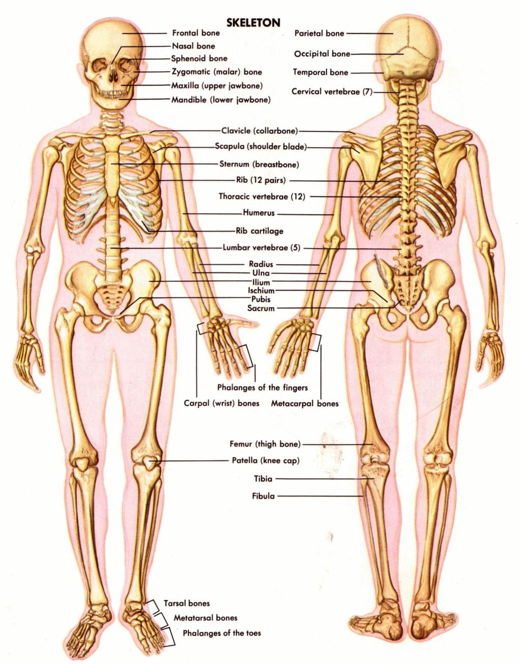 Skeletal System What are the parts of the skeletal system? Bones, cartilage, joints, and ligaments. What is the function?