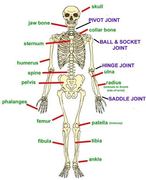 Joints and ligaments Joints are the place where two bones
