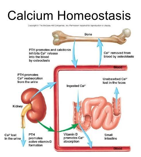 Skeletal System and Homeostasis Bones supply calcium to nerves, muscles and heart Skeletal