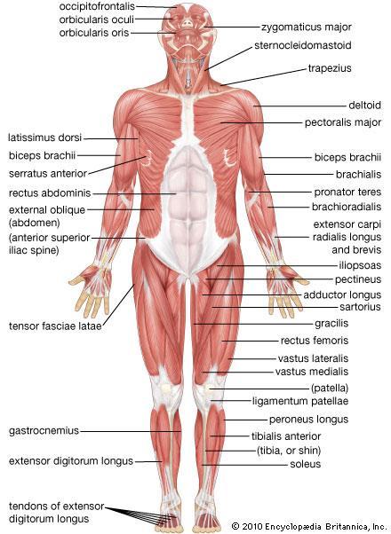 Muscular System Made up of muscles and tendons (along with
